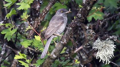 Barred Warbler