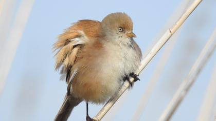Bearded Reedling