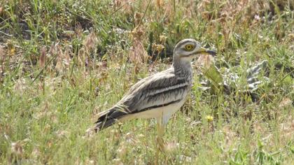 Eurasian Stone-curlew