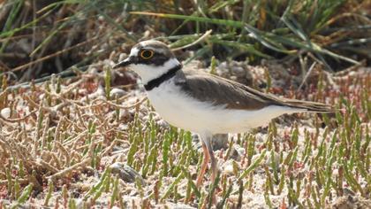 Little Ringed Plover