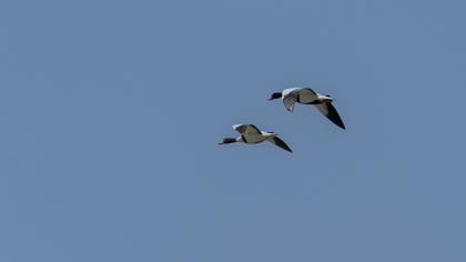 Common Shelduck