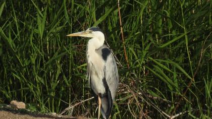 Grey Heron