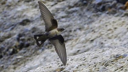 Eurasian Crag Martin