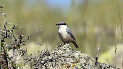 Western Rock Nuthatch