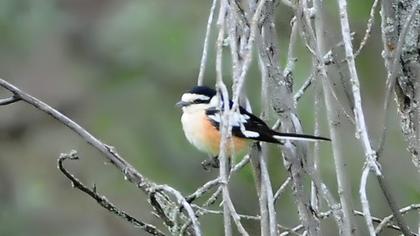 Masked Shrike