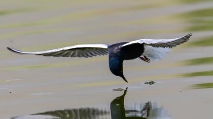 White-winged Tern
