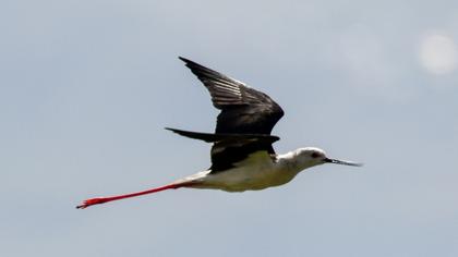 Black-winged Stilt