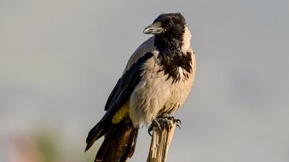 Hooded Crow
