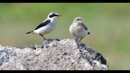 Northern Wheatear