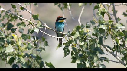 European Bee-eater