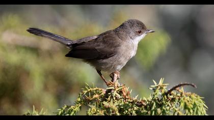 Sardinian Warbler