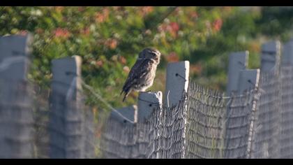 Little Owl