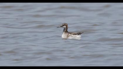 Red-necked Phalarope