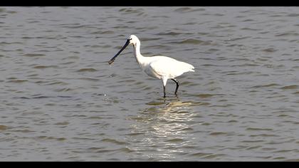 Eurasian Spoonbill