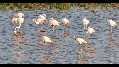 Greater Flamingo