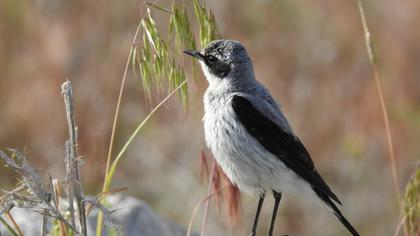 Northern Wheatear