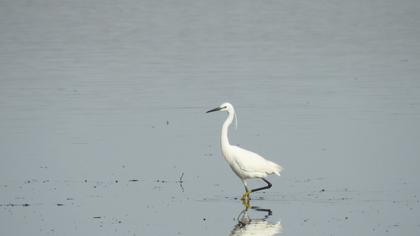 Little Egret
