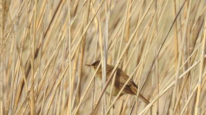 Eurasian Reed Warbler