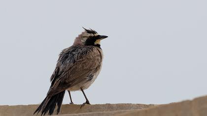 Horned Lark