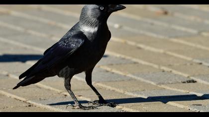 Western Jackdaw