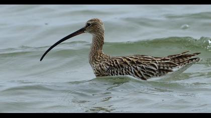 Eurasian Curlew