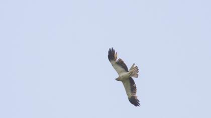 Booted Eagle