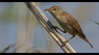 Eurasian Reed Warbler