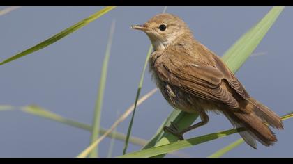 Eurasian Reed Warbler