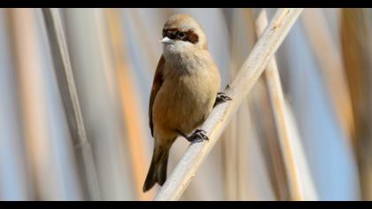 Eurasian Penduline Tit