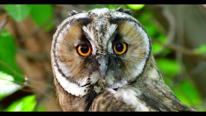 Long-eared Owl
