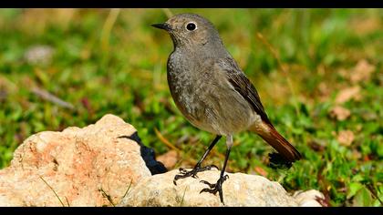 Black Redstart