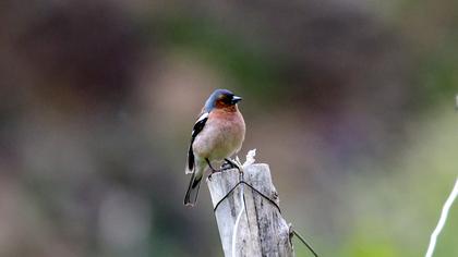 Common Chaffinch