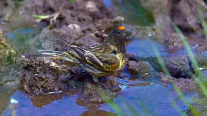 Red-fronted Serin