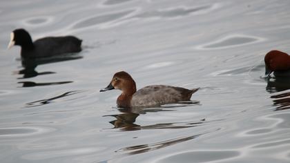 Common Pochard