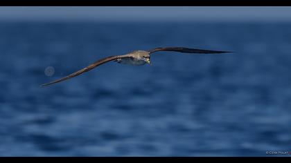 Scopoli`s Shearwater