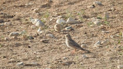 Turkestan Short-toed Lark