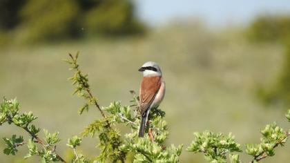 Red-backed Shrike