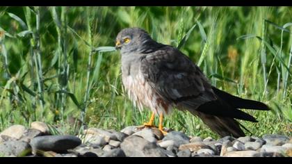 Montagu`s Harrier