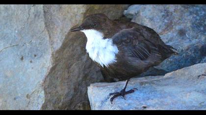 White-throated Dipper