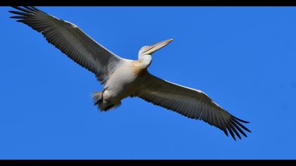Dalmatian Pelican