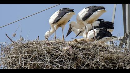 White Stork