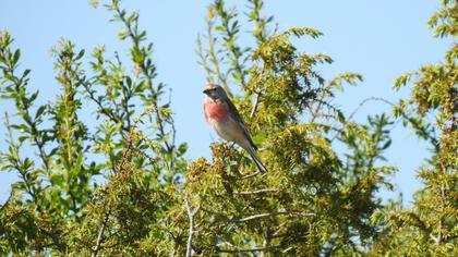 Common Linnet