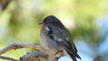 Common Chaffinch