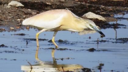 Squacco Heron