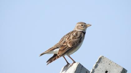 Calandra Lark