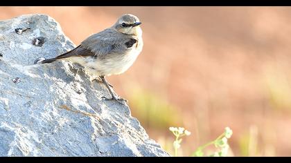 Northern Wheatear