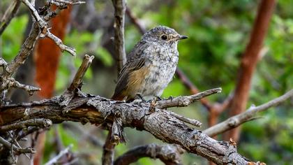 Common Redstart