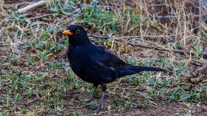 Common Blackbird