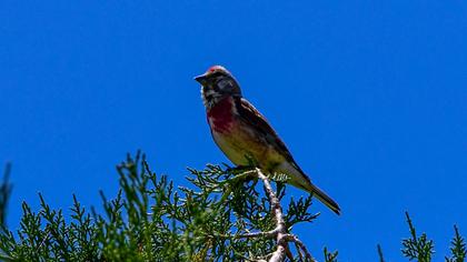 Common Linnet