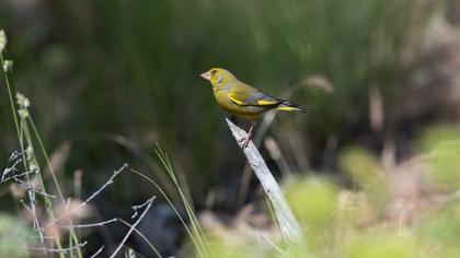 European Greenfinch